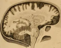 An illustration from The physiognomical system of Drs. Gall and Spurzheim; founded on an anatomical and physiological examination of the nervous system in general, and of the brain in particular; and indicating the dispositions and manifestations of the mind (1815)