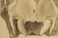 An illustration from The physiognomical system of Drs. Gall and Spurzheim; founded on an anatomical and physiological examination of the nervous system in general, and of the brain in particular; and indicating the dispositions and manifestations of the mind (1815)