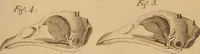 An illustration from The physiognomical system of Drs. Gall and Spurzheim; founded on an anatomical and physiological examination of the nervous system in general, and of the brain in particular; and indicating the dispositions and manifestations of the mind (1815)