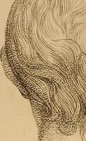 An illustration from The physiognomical system of Drs. Gall and Spurzheim; founded on an anatomical and physiological examination of the nervous system in general, and of the brain in particular; and indicating the dispositions and manifestations of the mind (1815)