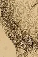 An illustration from The physiognomical system of Drs. Gall and Spurzheim; founded on an anatomical and physiological examination of the nervous system in general, and of the brain in particular; and indicating the dispositions and manifestations of the mind (1815)