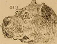Picture 15 of 22 from The physiognomical system of Drs. Gall and Spurzheim; founded on an anatomical and physiological examination of the nervous system in general, and of the brain in particular; and indicating the dispositions and manifestations of the mind (1815), leaf 616