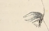 An illustration from Physiognomy founded on physiology, and applied to various countries, professions, and individuals; (1834)