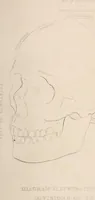 Picture 1 of 10 from Physiognomy founded on physiology, and applied to various countries, professions, and individuals; (1834), leaf 36