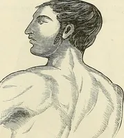 Picture 24 of 255 from Physiognomy illustrated; or, nature's revelations of character. A description of the mental, moral, and volitive dispositions of mankind, as manifested in the human form and countenance (1887), leaf 115