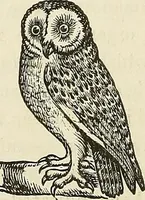Picture 41 of 255 from Physiognomy illustrated; or, nature's revelations of character. A description of the mental, moral, and volitive dispositions of mankind, as manifested in the human form and countenance (1887), leaf 169