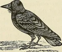 Picture 42 of 255 from Physiognomy illustrated; or, nature's revelations of character. A description of the mental, moral, and volitive dispositions of mankind, as manifested in the human form and countenance (1887), leaf 169
