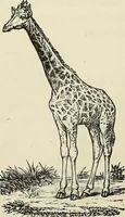 Picture 48 of 255 from Physiognomy illustrated; or, nature's revelations of character. A description of the mental, moral, and volitive dispositions of mankind, as manifested in the human form and countenance (1887), leaf 177