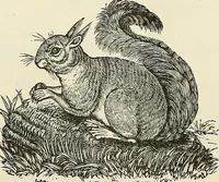 Picture 49 of 255 from Physiognomy illustrated; or, nature's revelations of character. A description of the mental, moral, and volitive dispositions of mankind, as manifested in the human form and countenance (1887), leaf 179