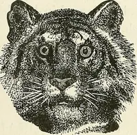 Picture 66 of 255 from Physiognomy illustrated; or, nature's revelations of character. A description of the mental, moral, and volitive dispositions of mankind, as manifested in the human form and countenance (1887), leaf 196
