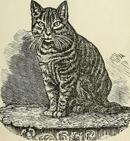 Picture 73 of 255 from Physiognomy illustrated; or, nature's revelations of character. A description of the mental, moral, and volitive dispositions of mankind, as manifested in the human form and countenance (1887), leaf 204