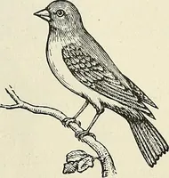 Picture 76 of 255 from Physiognomy illustrated; or, nature's revelations of character. A description of the mental, moral, and volitive dispositions of mankind, as manifested in the human form and countenance (1887), leaf 206