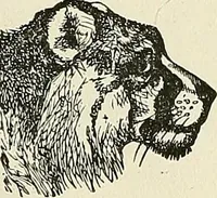 Picture 78 of 255 from Physiognomy illustrated; or, nature's revelations of character. A description of the mental, moral, and volitive dispositions of mankind, as manifested in the human form and countenance (1887), leaf 208