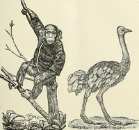 Picture 80 of 255 from Physiognomy illustrated; or, nature's revelations of character. A description of the mental, moral, and volitive dispositions of mankind, as manifested in the human form and countenance (1887), leaf 210