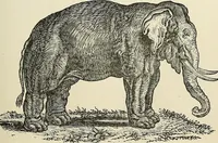 Picture 81 of 255 from Physiognomy illustrated; or, nature's revelations of character. A description of the mental, moral, and volitive dispositions of mankind, as manifested in the human form and countenance (1887), leaf 210