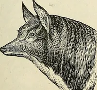 Picture 98 of 255 from Physiognomy illustrated; or, nature's revelations of character. A description of the mental, moral, and volitive dispositions of mankind, as manifested in the human form and countenance (1887), leaf 222