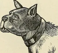 Picture 99 of 255 from Physiognomy illustrated; or, nature's revelations of character. A description of the mental, moral, and volitive dispositions of mankind, as manifested in the human form and countenance (1887), leaf 222