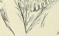 Picture 103 of 255 from Physiognomy illustrated; or, nature's revelations of character. A description of the mental, moral, and volitive dispositions of mankind, as manifested in the human form and countenance (1887), leaf 224