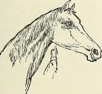 Picture 112 of 255 from Physiognomy illustrated; or, nature's revelations of character. A description of the mental, moral, and volitive dispositions of mankind, as manifested in the human form and countenance (1887), leaf 234
