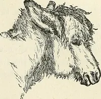 Picture 113 of 255 from Physiognomy illustrated; or, nature's revelations of character. A description of the mental, moral, and volitive dispositions of mankind, as manifested in the human form and countenance (1887), leaf 234