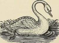 Picture 144 of 255 from Physiognomy illustrated; or, nature's revelations of character. A description of the mental, moral, and volitive dispositions of mankind, as manifested in the human form and countenance (1887), leaf 269