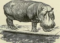 Picture 145 of 255 from Physiognomy illustrated; or, nature's revelations of character. A description of the mental, moral, and volitive dispositions of mankind, as manifested in the human form and countenance (1887), leaf 270