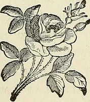 Picture 177 of 255 from Physiognomy illustrated; or, nature's revelations of character. A description of the mental, moral, and volitive dispositions of mankind, as manifested in the human form and countenance (1887), leaf 338