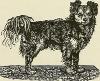 Picture 187 of 255 from Physiognomy illustrated; or, nature's revelations of character. A description of the mental, moral, and volitive dispositions of mankind, as manifested in the human form and countenance (1887), leaf 392