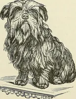 Picture 217 of 255 from Physiognomy illustrated; or, nature's revelations of character. A description of the mental, moral, and volitive dispositions of mankind, as manifested in the human form and countenance (1887), leaf 510