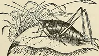 Picture 249 of 255 from Physiognomy illustrated; or, nature's revelations of character. A description of the mental, moral, and volitive dispositions of mankind, as manifested in the human form and countenance (1887), leaf 574