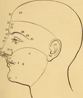Picture 48 of 49 from Physiognomy. A practical and scientific treatise (1881), leaf 220