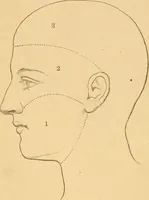 Picture 5 of 49 from Physiognomy. A practical and scientific treatise (1881), leaf 29