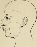 An illustration from Physiognomy : A practical and scientific treatise. Being a manual of instruction in the knowledge of the human physiognomy and organism, considered chemically, architecturally, and mathematically; embracing the discoveries of located traits, with their relative organs and signs of character, together with the three grand natural divisions of the human face (1881)