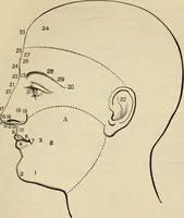 An illustration from Physiognomy : A practical and scientific treatise. Being a manual of instruction in the knowledge of the human physiognomy and organism, considered chemically, architecturally, and mathematically; embracing the discoveries of located traits, with their relative organs and signs of character, together with the three grand natural divisions of the human face (1881)