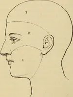 An illustration from Physiognomy : A practical and scientific treatise. Being a manual of instruction in the knowledge of the human physiognomy and organism, considered chemically, architecturally, and mathematically; embracing the discoveries of located traits, with their relative organs and signs of character, together with the three grand natural divisions of the human face (1881)