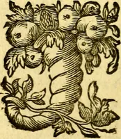 Picture 31 of 79 from Pia desideria : emblematis elegiis & affectibus SS. Patrvm illustrata (1624), leaf 173