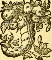 An illustration from Pia desideria : emblematis elegiis & affectibus SS. Patrvm illustrata (1624)
