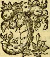 An illustration from Pia desideria : emblematis elegiis & affectibus SS. Patrvm illustrata (1624)