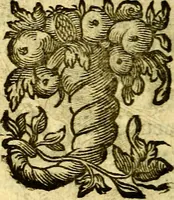 An illustration from Pia desideria : emblematis elegiis & affectibus SS. Patrvm illustrata (1624)