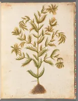 Picture 3 of 14 from [Piante varie] (1650), leaf 15