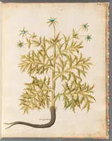 Picture 4 of 14 from [Piante varie] (1650), leaf 21