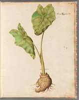 Picture 6 of 14 from [Piante varie] (1650), leaf 29
