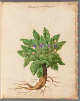 An illustration from [Piante varie] (1650)