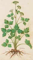 Picture 8 of 14 from [Piante varie] (1650), leaf 35