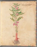 An illustration from [Piante varie] (1650)