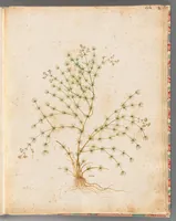 An illustration from [Piante varie] (1650)
