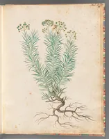 An illustration from [Piante varie] (1650)
