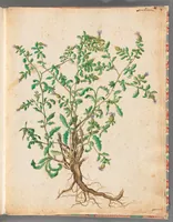 An illustration from [Piante varie] (1650)
