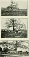 An illustration from Pictorial composition and the critical judgment of pictures; a handbook for students and lovers of art (1903)