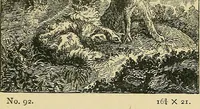 Picture 60 of 73 from Pictures at South Kensington : the Raphael cartoons, the Sheepshanks collection, &c. (1877), leaf 59